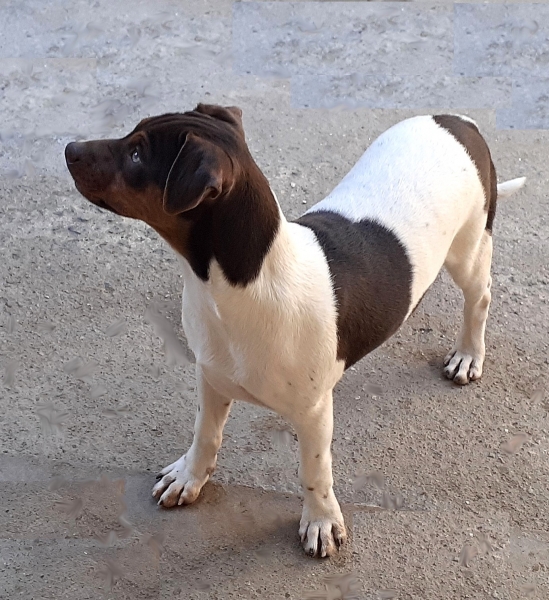 Terrier Brasileiro (Fox Paulistinha). Pedigree CBKC/FCI. Lindos filhotes disponíveis! Vacinados, vermifugados. Canil Pedra de Guaratiba - 32 anos! WhatsApp: (21)98168-5544.  Site: http://www.canilpguaratiba.com/html/filhotes_tb.html Rio de Janeiro.