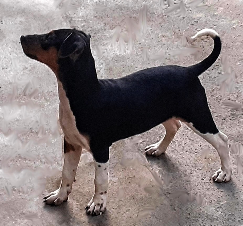 Terrier Brasileiro (Fox Paulistinha). Pedigree CBKC/FCI. Lindos filhotes disponíveis! Vacinados, vermifugados. Canil Pedra de Guaratiba - 32 anos! WhatsApp: (21)98168-5544.  Site: http://www.canilpguaratiba.com/html/filhotes_tb.html Rio de Janeiro.