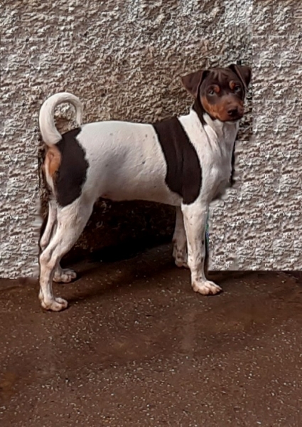 Terrier Brasileiro (Fox Paulistinha). Pedigree CBKC/FCI. Lindos filhotes disponíveis! Vacinados, vermifugados. Canil Pedra de Guaratiba - 32 anos! WhatsApp: (21)98168-5544.  Site: http://www.canilpguaratiba.com/html/filhotes_tb.html Rio de Janeiro.