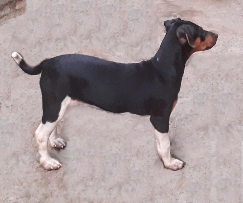 Terrier Brasileiro (Fox Paulistinha). Pedigree CBKC/FCI. Lindos filhotes disponíveis! Vacinados, vermifugados. Canil Pedra de Guaratiba - 32 anos! WhatsApp: (21)98168-5544.  Site: http://www.canilpguaratiba.com/html/filhotes_tb.html Rio de Janeiro.