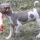 Terrier Brasileiro (Fox Paulistinha). Pedigree CBKC/FCI. Lindos filhotes disponíveis! Vacinados, vermifugados. Canil Pedra de Guaratiba - 32 anos! WhatsApp: (21)98168-5544.  Site: http://www.canilpguaratiba.com/html/filhotes_tb.html Rio de Janeiro.