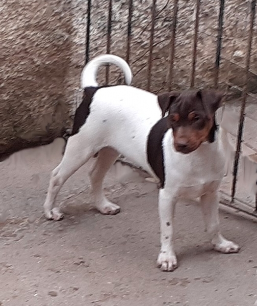 Terrier Brasileiro (Fox Paulistinha). Pedigree CBKC/FCI. Lindos filhotes disponíveis! Vacinados, vermifugados. Canil Pedra de Guaratiba - 32 anos! WhatsApp: (21)98168-5544.  Site: http://www.canilpguaratiba.com/html/filhotes_tb.html Rio de Janeiro.