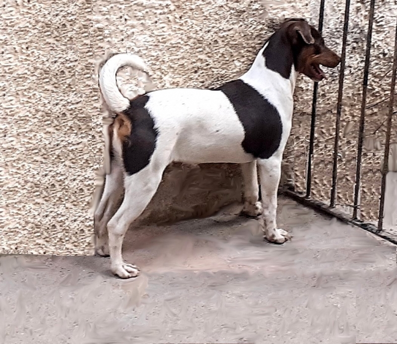 Pedigree CBKC/FCI. Lindos filhotes disponíveis! Terrier Brasileiro (Fox Paulistinha). Canil Pedra de Guaratiba - 32 anos! Vacinados, vermifugados. WhatsApp: (21)98168-5544.  Site: http://www.canilpguaratiba.com/html/filhotes_tb.html Rio de Janeiro.