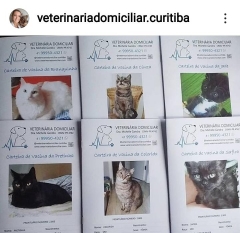 Atendimento veterinário em domicílio. cães e gatos . curitiba. 41 99950-4321 - michelle gandra - www.veterinariadomiciliar.com