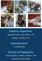 Atendimento veterinrio em domiclio. ces e gatos . curitiba. 41 99950-4321 - michelle gandra - www.veterinariadomiciliar.com