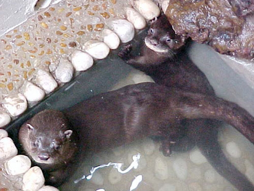 Lontra longicaudis