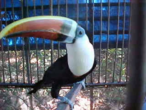 Ramphastos tucanus