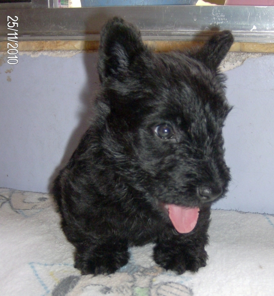 Sophia Moonspark (Matriz Scottich Terrier)