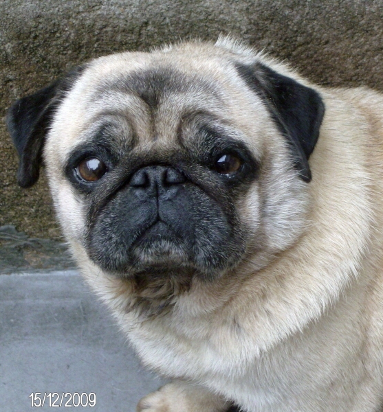 Nabucos Silver Moon *PUG* (Campeo)