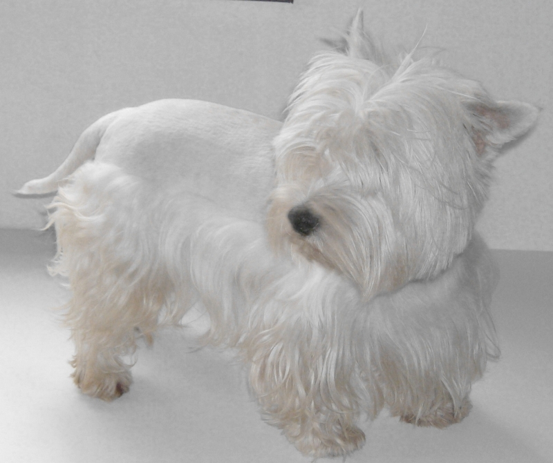 Keller Moonspark *West Highland White Terrier* - Padreador