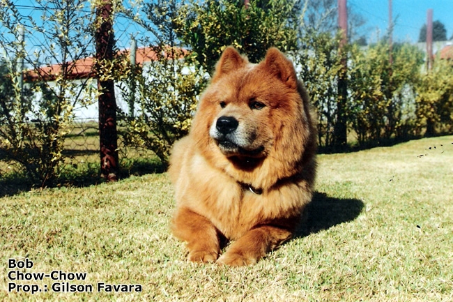 Chow-Chow