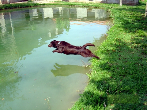 Cães na Natureza