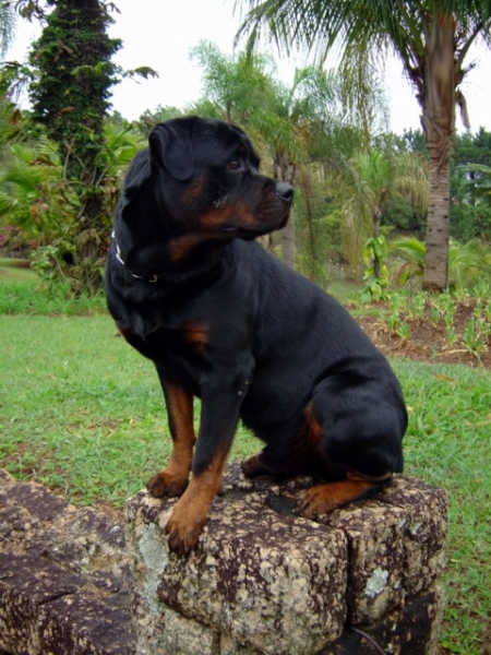 Cães na Natureza