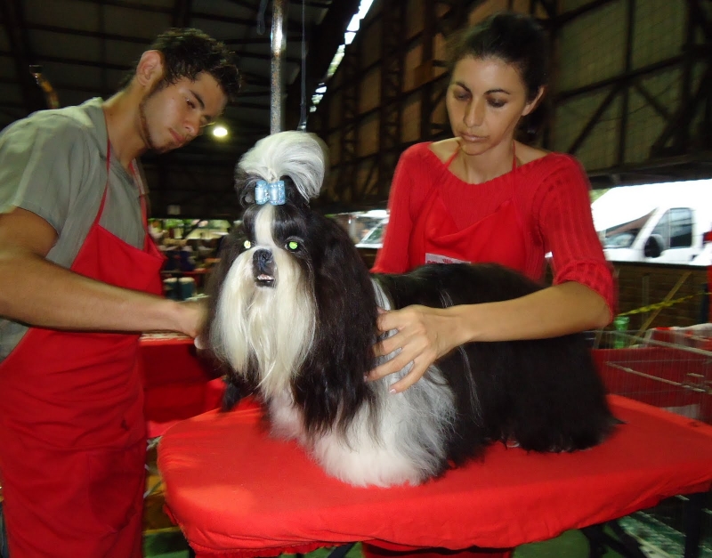 o Shih Tzus - Exposições de Beleza o