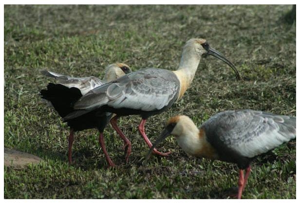 Parque das Cascatas - Belezas Naturais