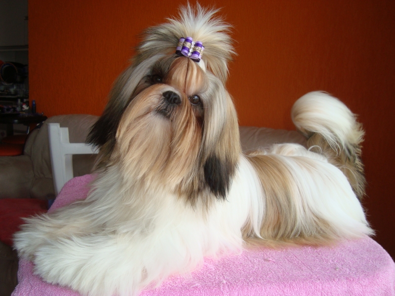 Canil Mon Amour Megan - Shih Tzu - Filhotes