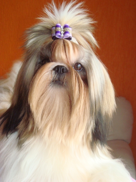 Canil Mon Amour Megan - Shih Tzu - Filhotes