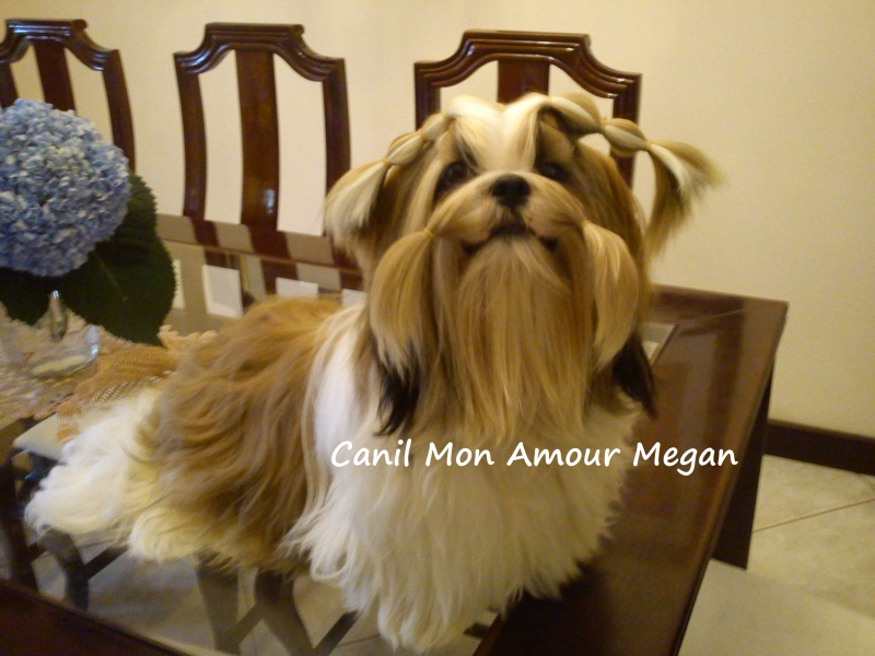 Canil Mon Amour Megan - Shih Tzu - Filhotes