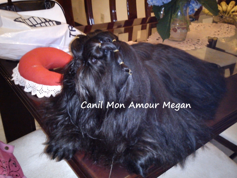 Canil Mon Amour Megan - Shih Tzu - Filhotes