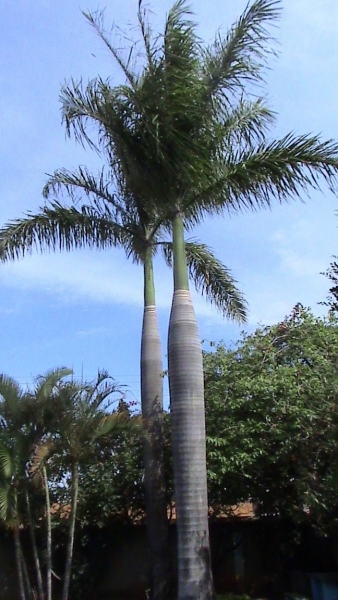 palmeiras imperiais
