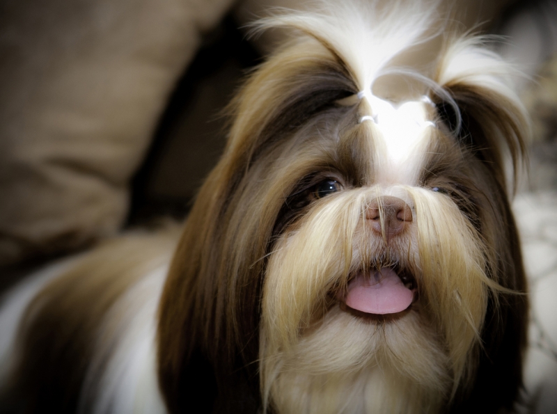 SHIH TZU