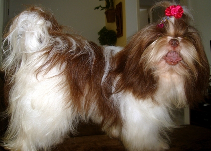 SHIH TZU